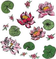 hand- getrokken lotus bloem vector reeks ,ping lotus isoleren Aan wit achtergrond.bloem van boeddhistisch.