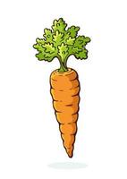 tekenfilm illustratie van wortel met een stam van groen bladeren. gezond vegetarisch voedsel. ingrediënt voor salade vector