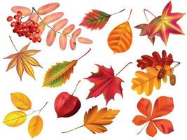 kleur herfst bladeren. gedaald bladeren, gekleurde droog blad en geel bladeren realistisch vector reeks