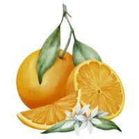 oranje fruit met plakjes. hand- getrokken waterverf illustratie van tropisch citrus voedsel Aan wit geïsoleerd achtergrond. mandarijn- met bloem en blad voor icoon of logo. tekening van mandarijn voor sap label. vector