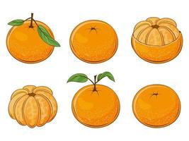 set van sappige mandarijnen vector