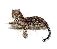 luipaard ligt op een boom uit een scheutje aquarel hand getrokken schets vectorillustratie van verf
