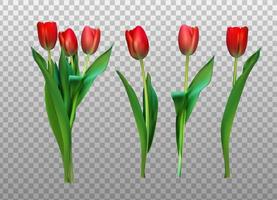 realistische vectorillustratie kleurrijke tulpen traceren geen roze bloemen op lichte achtergrond vector