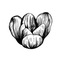 saffraan bloem schets. krokus geïsoleerd op een witte achtergrond. handgetekende vectorillustratie vector
