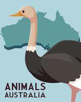 struisvogel australische continent kaart dieren in het wild vector