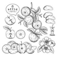 hele halve bloemen en tak van appel met fruit hand getrokken botanische illustraties decoratieve set vector