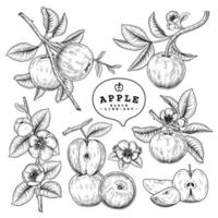 hele halve plak en tak van appel met fruit en bloemen hand getrokken schets botanische illustraties decoratieve set vector