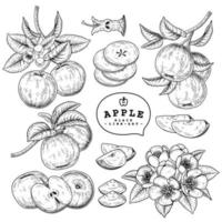 hele halve bloemen en tak van appel met fruit hand getrokken botanische illustraties decoratieve set vector