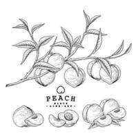 hele halve plak en tak van appel met fruit hand getrokken botanische illustraties decoratieve set vector