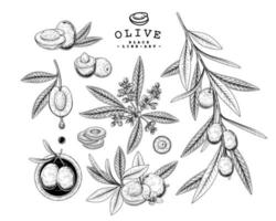 hele halve plak en tak van olijven met fruit en bloemen hand getrokken schets botanische illustraties decoratieve set vector