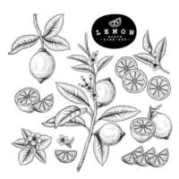 hele halve plak en tak van citroen met fruit en bloemen hand getrokken schets botanische illustraties decoratieve set vector