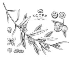 hele halve plak en olijftak met bloemen hand getrokken schets botanische illustraties decoratieve set vector