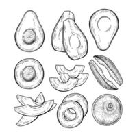 hele helft en plakje avocado hand getrokken schets botanische illustraties decoratieve set vector