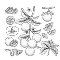 hele halve plak schil en tak van sinaasappel met fruit bladeren en bloemen hand getrokken schets botanische illustraties decoratieve set vector