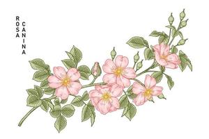 tak van roze hondsroos of rosa canina met bloem en bladeren hand getrokken botanische illustratie vector