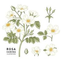 tak van witte hondsroos of rosa canina met bloem en bladeren hand getrokken botanische illustraties decoratieve set vector