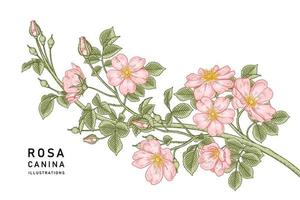 tak van roze hondsroos of rosa canina met bloem en bladeren hand getrokken botanische illustraties vector