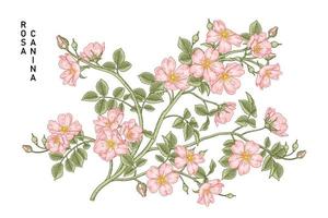 tak van roze hondsroos of rosa canina met bloem en bladeren hand getrokken botanische illustraties vector