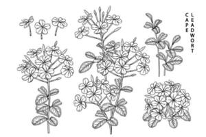 plumbago auriculata of cape leadwort bloem hand getrokken schets elementen botanische illustraties decoratieve set vector