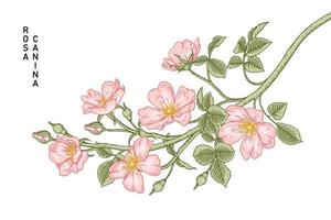 tak van roze hondsroos of rosa canina met bloem en bladeren hand getrokken vectorillustraties vector