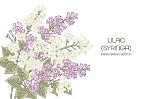 witte en paarse syringa vulgaris of gemeenschappelijke lila bloem vintage hand getrokken botanische illustraties vector