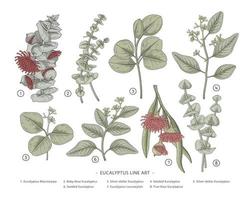 tak van eucalyptus decoratieve set hand getrokken botanische elementen illustraties vector