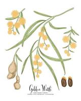 tak van gouden acacia of acacia pycnantha met bloemen bladeren en peulen hand getrokken botanische illustraties decoratieve set vector