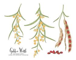 tak van gouden acacia of acacia pycnantha met bloemen bladeren en peulen hand getrokken botanische illustraties decoratieve set vector