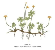 klaverzuring of oxalis acetosella wilde bloem en hartvormige bladeren hand getrokken botanische illustraties vector