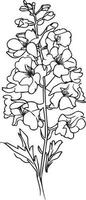 ridderspoor juli bloem tatoeëren, juli geboorte bloem tatoeëren, zwart juli geboorte bloem ridderspoor tatoeëren, wetenschappelijk ridderspoor botanisch illustratie, afdrukbare bloemen, delphinium kleur vel. vector kunst