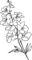 illustratie. botanisch delphinium tekening, geïsoleerd ridderspoor bloem lijn kunst achter en wit clip art, tatoeëren gemakkelijk delphinium bloem tekening, gemakkelijk ridderspoor bloem tekening vector