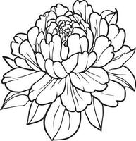 hand getekend roos bloem, roos bloem boeket, vector schetsen illustratie gegraveerde inkt kunst botanisch blad Afdeling verzameling geïsoleerd Aan wit achtergrond kleur bladzijde en boeken. pioen lijn kunst.