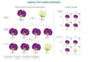 mendel's erwt experiment, ontrafelen wetten van erfenis, genetisch erfenis onthullingen vector