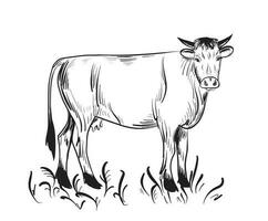 koe begrazing in de weide. landbouw. hand- getrokken in tekening stijl.vector illustratie. vector