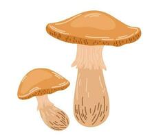 champignons. gezond biologisch voedsel, vegetarisch voedsel, vers champignons. vector hand- trek illustratie geïsoleerd Aan de wit achtergrond.