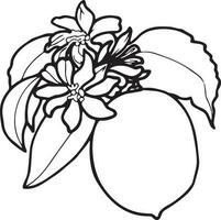 contour tekening van citroen met bladeren en bloemen. eps botanisch grafiek illustratie voor stickers, patronen, omhulsel papier, ansichtkaarten, ontwerp, kleding stof, prints Aan kleren, borduurwerk. vector