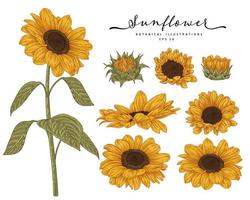 zonnebloem zeer gedetailleerde lijntekeningen hand getrokken schets elementen botanische illustraties decoratieve set
