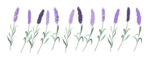 lavendel, provence bloemen set. Frans bloemen kruiden. gekleurde botanisch verzameling. vector