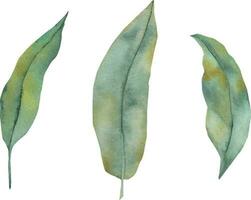 groen blad geïsoleerd. waterverf groen bladeren reeks detailopname geïsoleerd Aan wit achtergrond vector