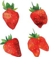 waterverf aardbei set. rood aardbeien gemarkeerd Aan een wit achtergrond. hand- getrokken voedsel illustratie. fruit afdrukken. voor hartelijk groeten, kaarten, logo. zomer zoet en helder fruit en bessen. vector