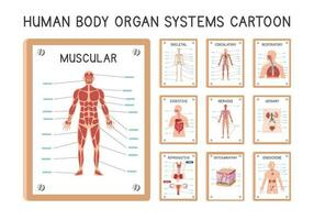 menselijk orgaan systemen diagram poster clip art tekenfilm stijl vector set. gespierd, skelet, bloedsomloop, ademhaling, spijsvertering, urine, endocrien, zenuwachtig, integumentair, voortplantings- systeem hand- getrokken