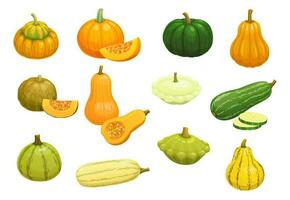 tekenfilm rauw courgette, pompoen, squash, butternut vector