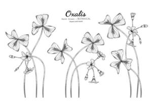 oxalis bloem en blad hand getekende botanische illustratie met lijntekeningen vector