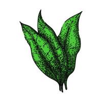 tabak blad groen schetsen hand- getrokken vector