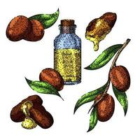 jojoba olie fabriek reeks schetsen hand- getrokken vector