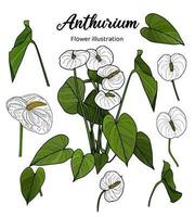anthurium bloemen kleur boek hand- getrokken illustratie vector