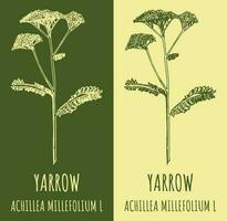 vector tekeningen gemeenschappelijk duizendblad. hand- getrokken illustratie. Latijns naam Achillea millefolium ik.