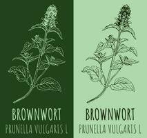 vector tekeningen bruinkruid. hand- getrokken illustratie. Latijns naam prunella vulgaris ik.