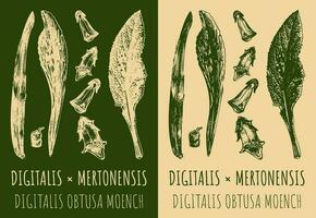 vector tekening digitalis of mertonensis. hand- getrokken illustratie. de Latijns naam is digitalis obtusa moench.