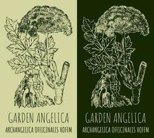 reeks van vector tekening tuin Angelica in divers kleuren. hand- getrokken illustratie. de Latijns naam is aartsengelica officinalis hoffm.